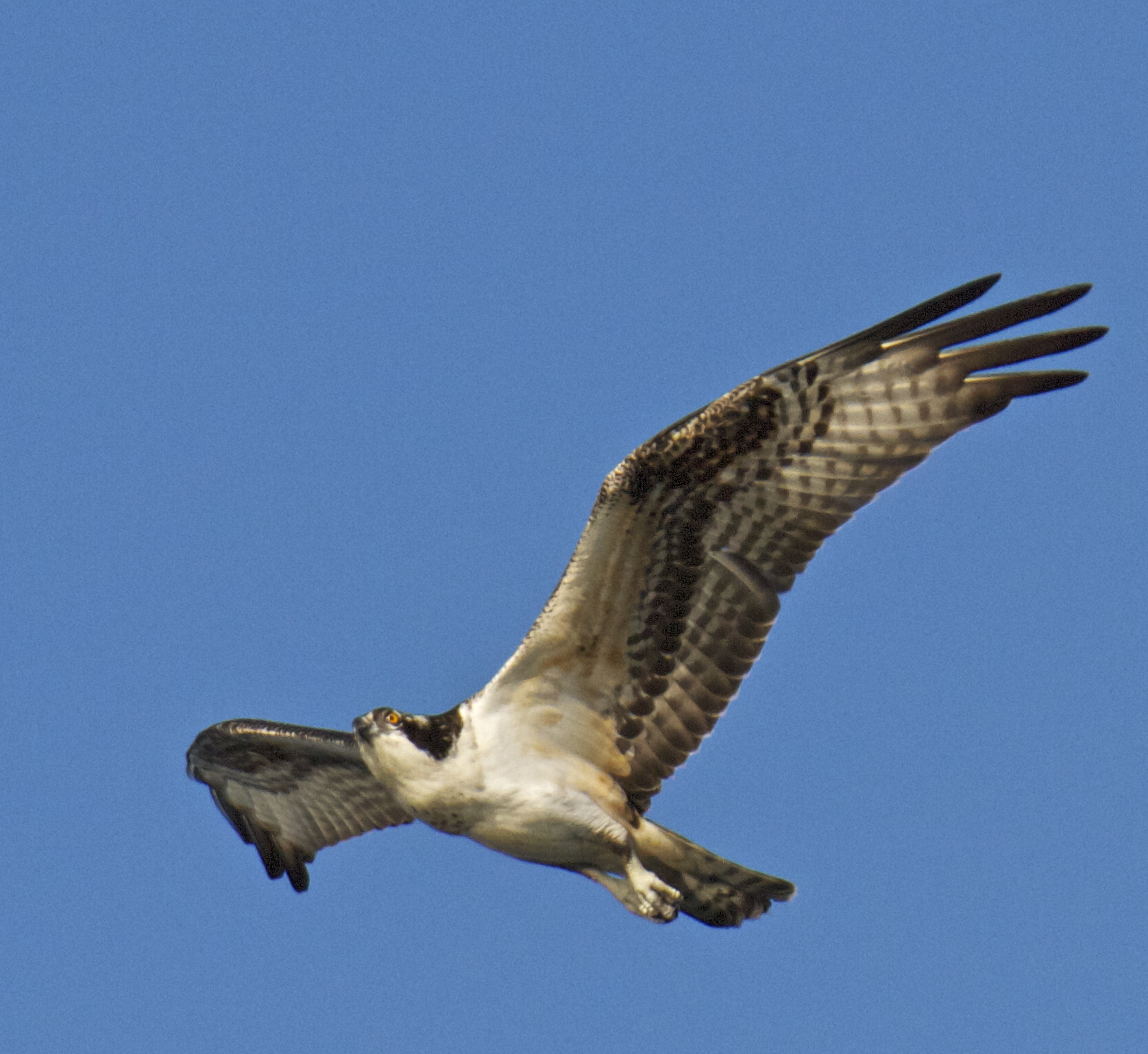 Beak of the Week: Osprey | Pacific Bird
