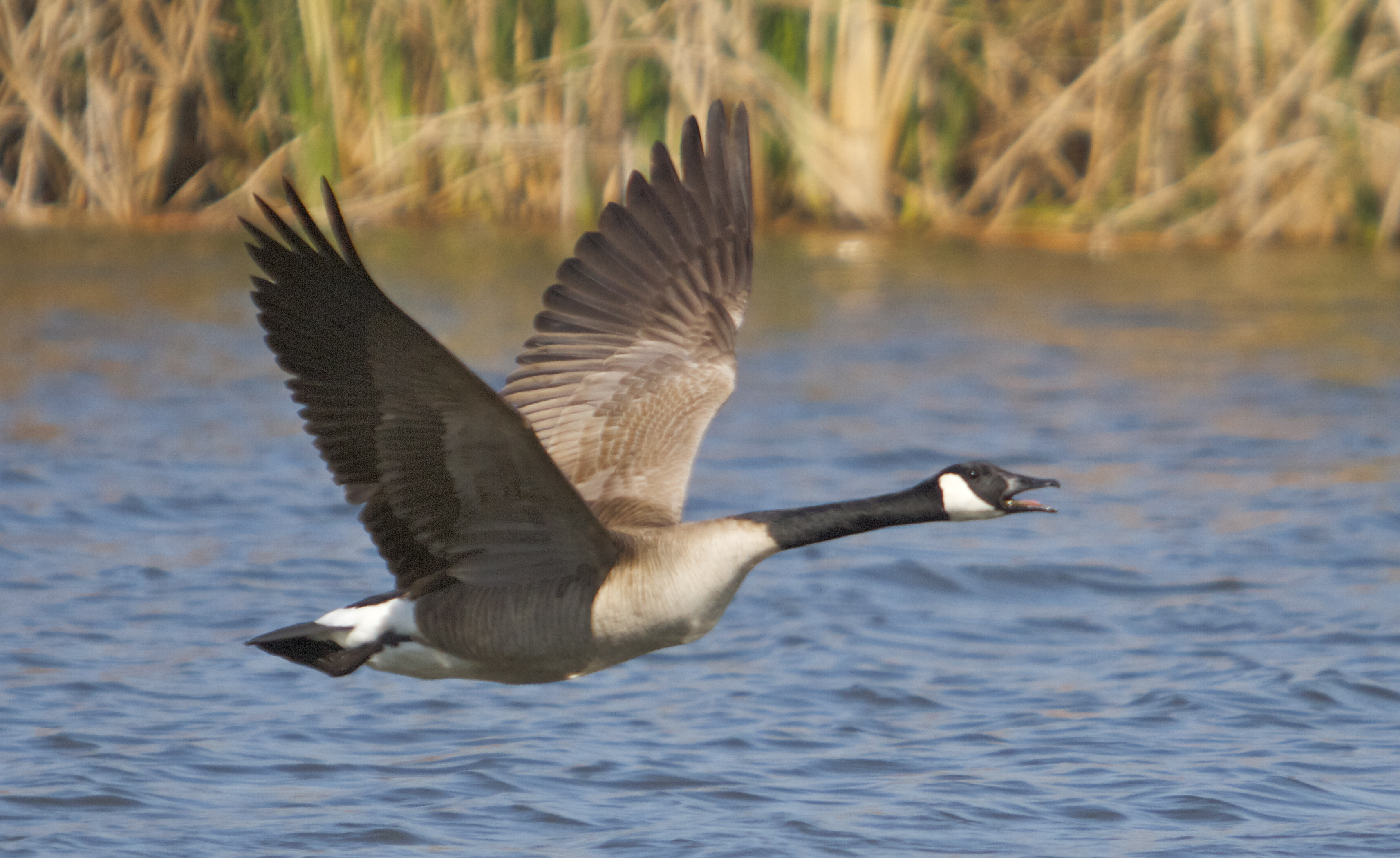 Beak of the Week: Canada Goose | Pacific Bird